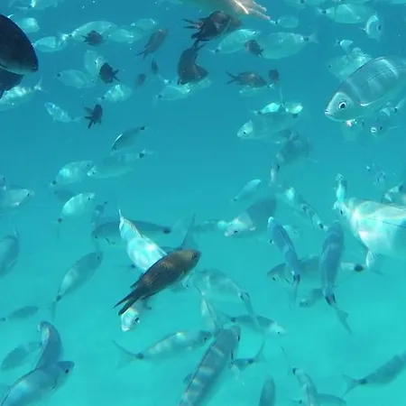 Il Mascone * 斯廷蒂诺